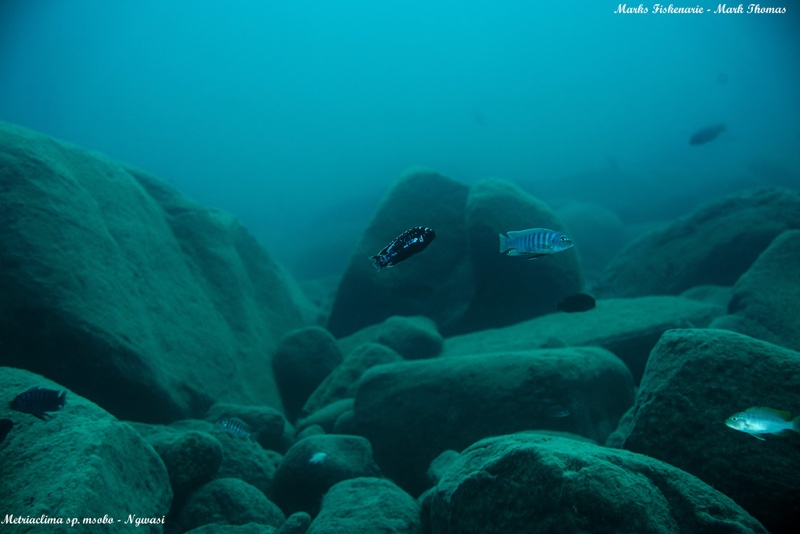 Maylandia sp. 'msobo' Ngwasi